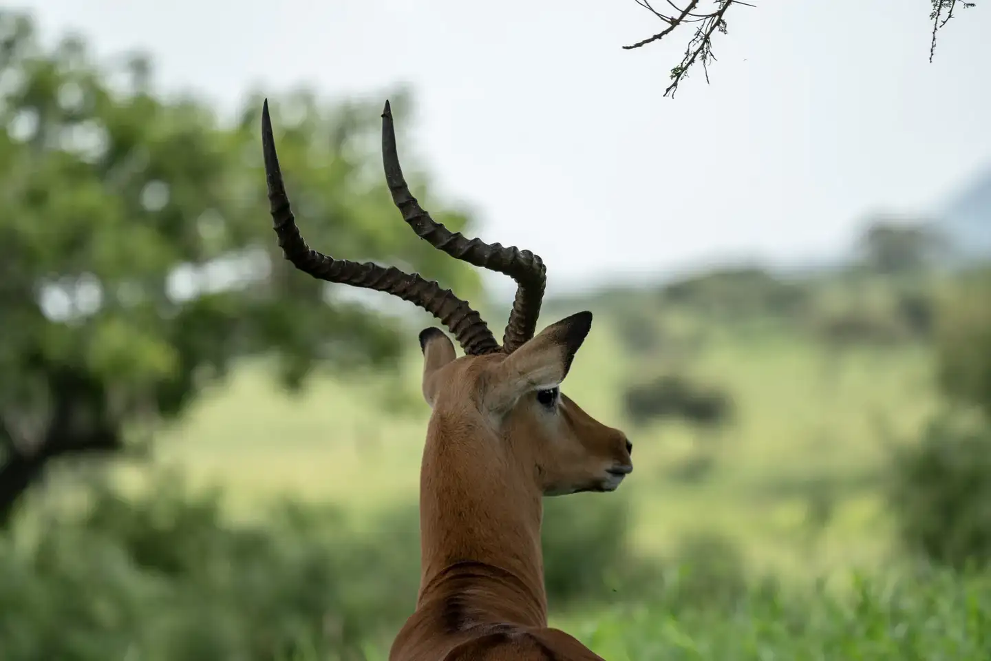 Kenya