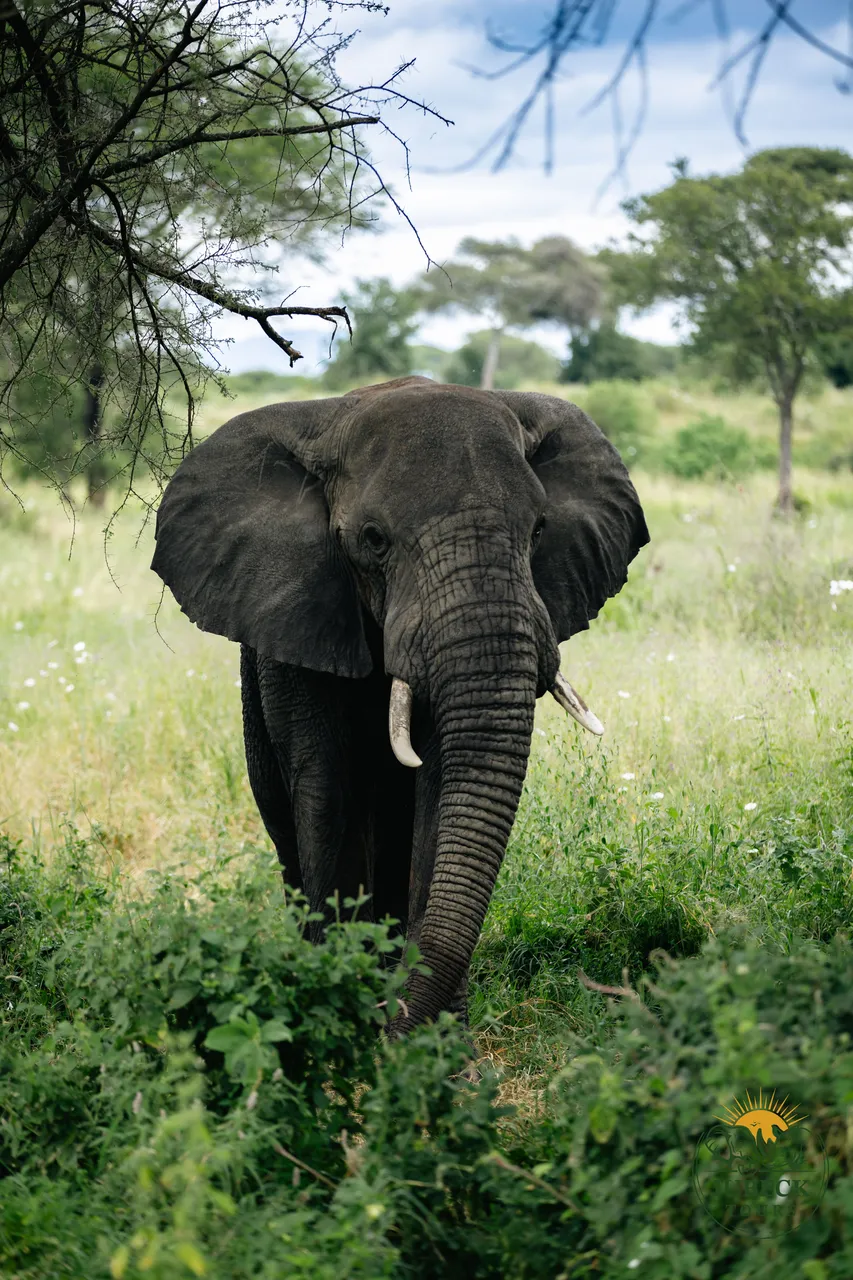 Elephant in the green bush