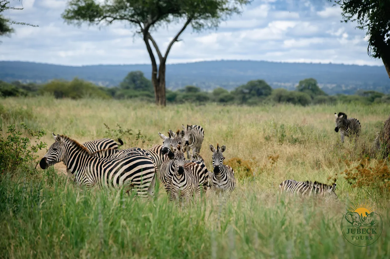 Zebras grazing on the savanna