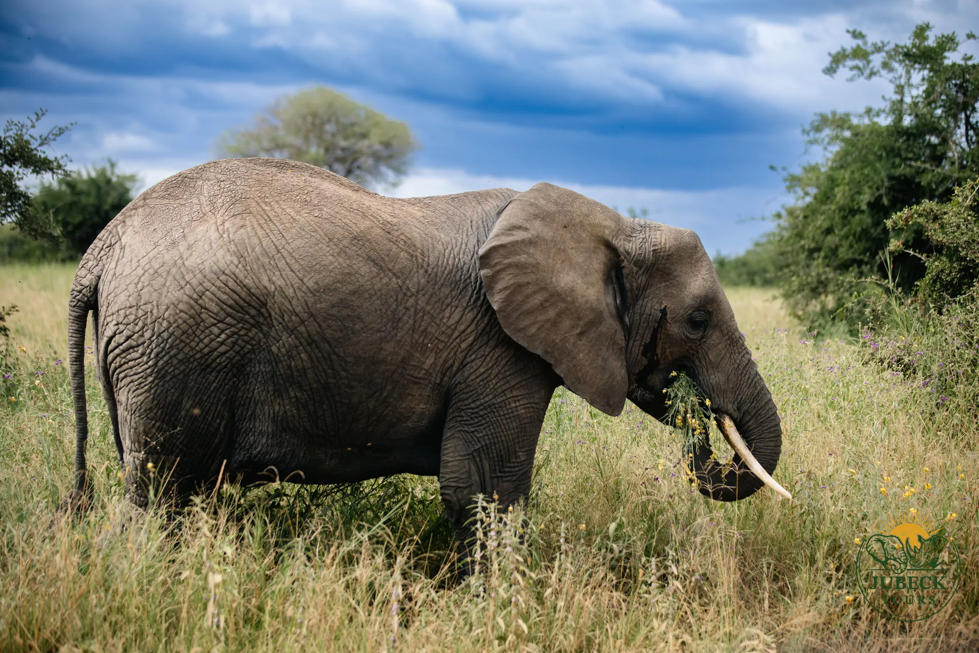 Walk with the Elephants