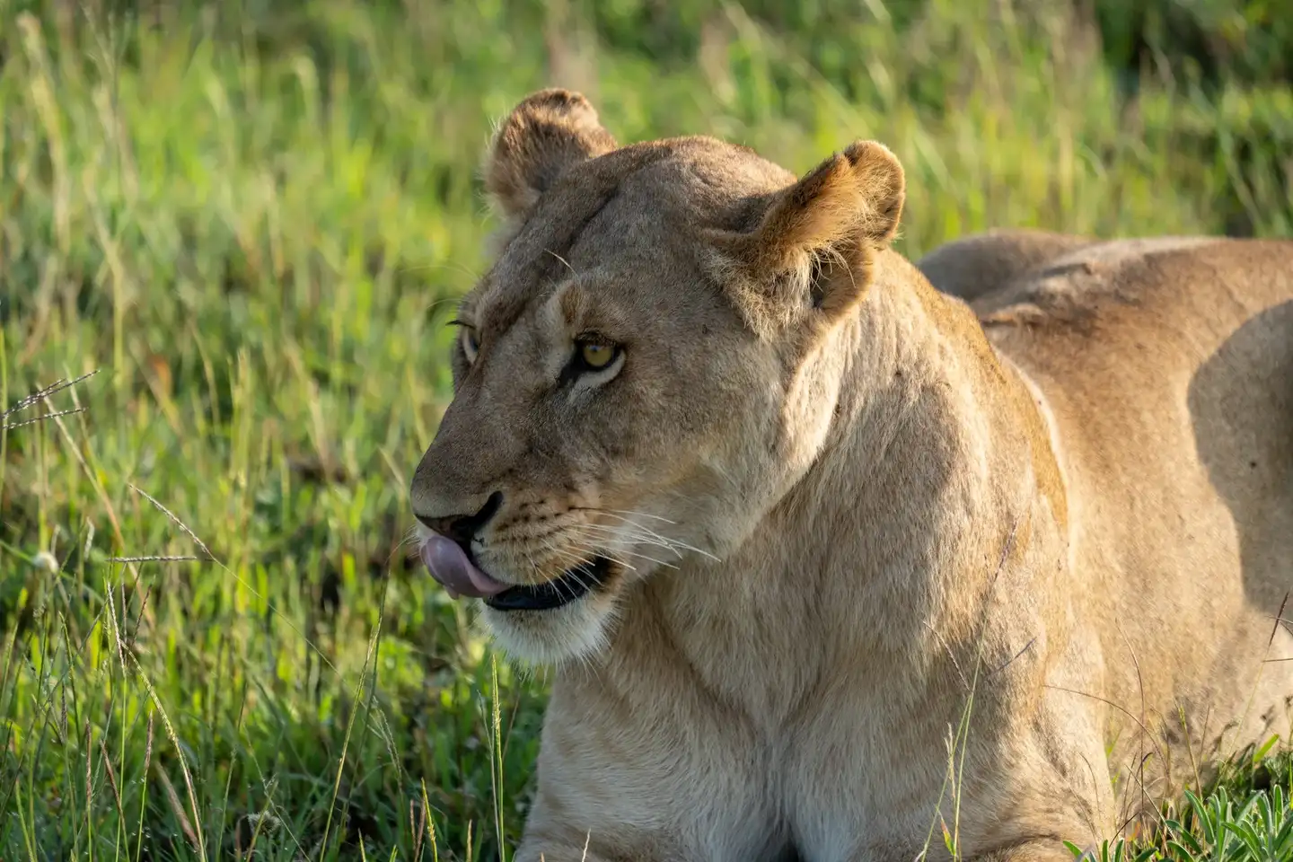 Wildlife Safaris